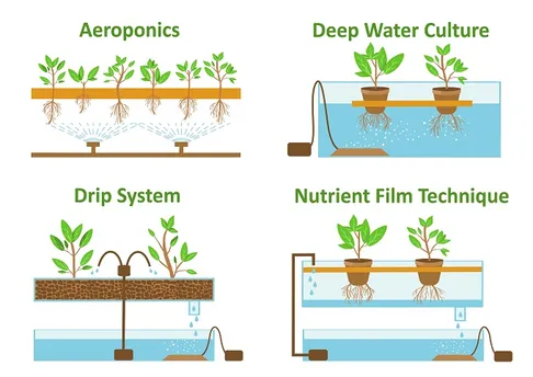 घर पर हाइड्रोपोनिक बागवानी शुरू करने जा रहे हैं, तो ध्यान रखें ये टिप्स -  Hydroponics For Beginners In Hindi - Organicbazar Blog