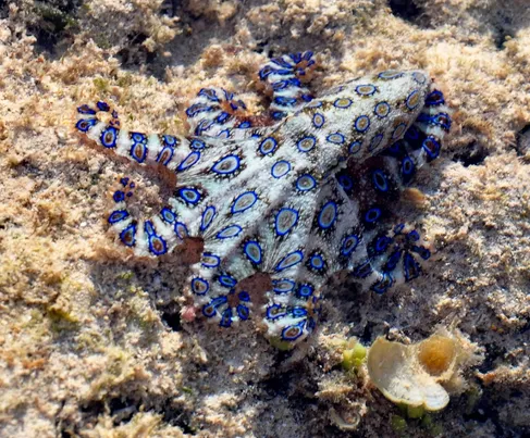 Blue Ring Octopus | Project Noah