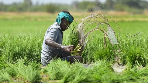 PM Fasal Bima Yojana: किसानों को मिलेगा नुकसान का मुआवजा, 31 जुलाई से पहले  करें फसल बीमा योजना के लिए आवेदन - pradhan Mantri Fasal Bima Yojana  insurance of Kharif crops Pm