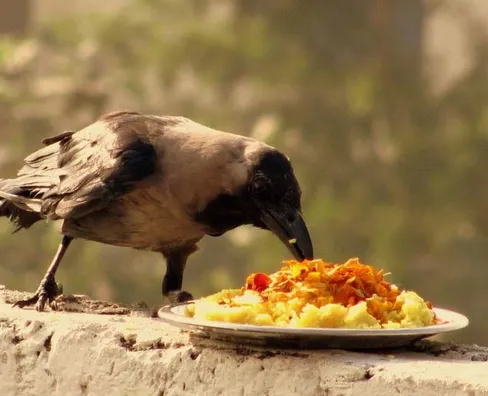 Why You Should Feed Crow During Pitru Paksha According to Expert