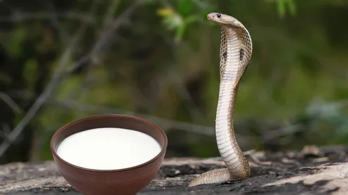कोरा मिथक है नाग पंचमी पर नागों को दूध पिलाना, जानें नाग देवता की सही पूजा  विधि | Nag Panchami 2023 Snakes milk feeding and bath significance in Hindi