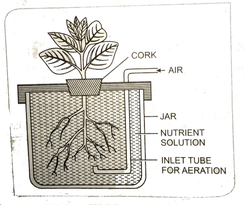 हाइड्रोपोनिक्स क्या है ? इसका क्या महत्व है ?