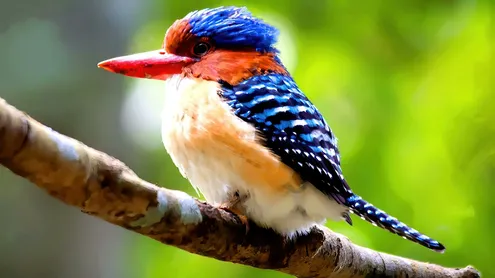 Banded Kingfisher-Song Bird.(Lacedo pulchella)