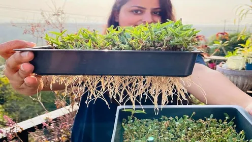 Hydroponic Farming: खेती के लिए अब मिट्टी की नहीं पड़ेगी जरूरत! जानें कैसे  - hydroponic farming cultivate crops without soil agriculture news lbsa -  AajTak