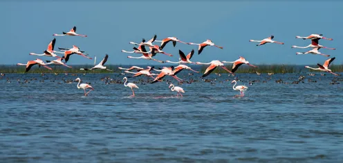 चिलिका झील - विकिपीडिया