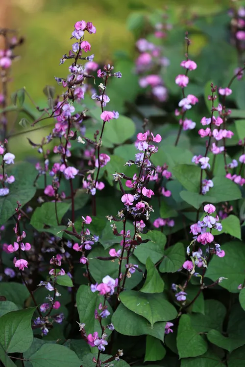 pexels-andy-lee-222330306-33818575