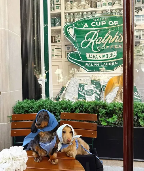 Coffee’s better with company 🐾☕️__Loving these two at #RalphsCoffee 888 Madison. Tag your go-to coffee date._Photo by @nico.minisausage #RalphLauren