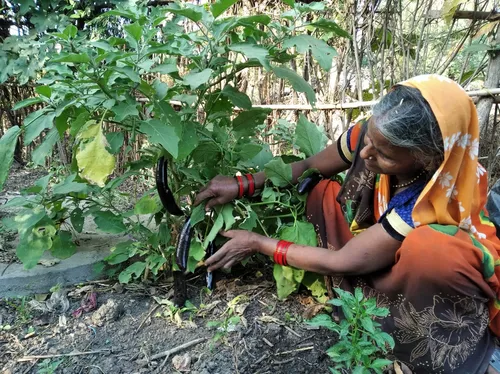 देसी सब्जियों का जैविक बाजार (In Hindi) - Vikalp Sangam