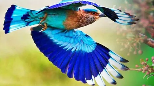neelkanth bird and dusshera significance Dussehra 2018: दशहरे के दिन नीलकंठ  दिखना होता है शुभ, जानें क्यों, एस्ट्रोलॉजी न्यूज़ - Hindustan