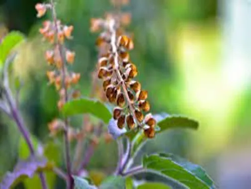 astro tips for tulsi manjari do these upay to get maa lakshmi blessing your  locker will fulfill with money | Tulsi Remedies: तुलसी के पौधे का ये भाग है  किसी जादुई मणि