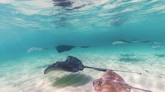 Bimini