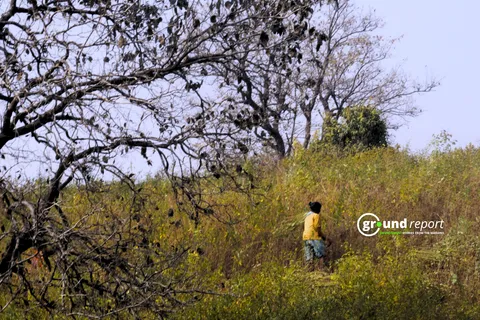 Tribal woman collecting grass from the forest in Chhindwara Madhya Pradesh