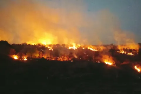 forest fire