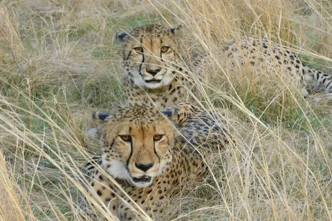 Two South African cheetahs (Prabhav and Pavak) settled in Gandhi Sagar Sanctuary