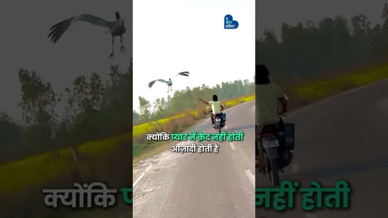 एक सारस और एक किसान की दोस्ती | Arif and Sarus | Wildlife love | Amethi | Man-Bird Relationship