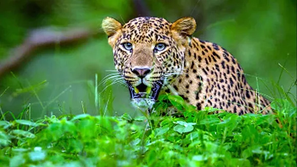 देश में कुल मिलाकर 13,874 तेंदुए, सबसे ज्यादा मध्य प्रदेश में है आबादी -  status of leopards in india - AajTak