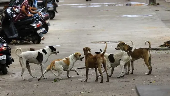 Supreme Court on stray dogs - दिल्ली-NCR के सारे आवारा कुत्ते पकड़कर शेल्टर  होम में डाले जाएंगे, सुप्रीम कोर्ट का सख्त आदेश - supreme court orders  immediate capture Delhi NCR ...