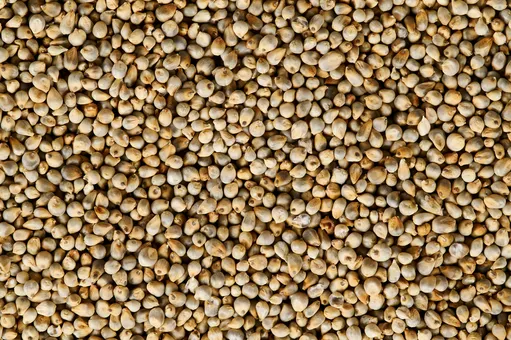 5 Benefits of Pearl Millet (Bajra)
