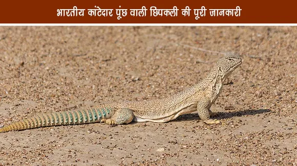 भारतीय कांटेदार पूंछ वाली छिपकली (Saara hardwickii): पूरी जानकारी