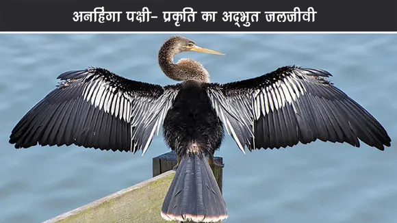 अनहिंगा पक्षी: प्रकृति का अद्भुत जलजीवी -Anhinga Birds Guide