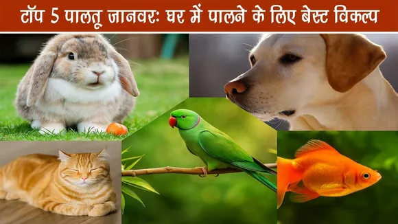 टॉप 5 पालतू जानवर: घर में पालने के लिए बेस्ट विकल्प