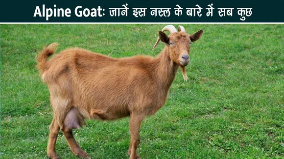 Alpine Goat: जानें इस नस्ल के बारे में सब कुछ