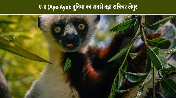 ए-ए (Aye-Aye): दुनिया का सबसे बड़ा रात्रिचर लेमुर | रोचक तथ्य 2025