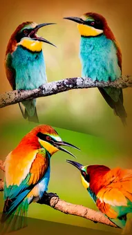 बी-ईटर्स: प्रकृति के रंगीन रत्न