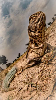 भारतीय कांटेदार पूंछ वाली छिपकली (Saara hardwickii): पूरी जानकारी