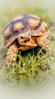 कछुए का जीवन: 150 साल का सफर कैसे संभव है?