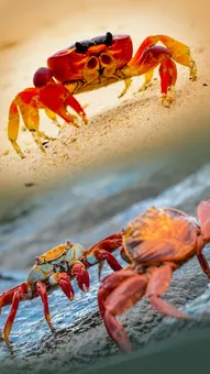 🦀 केकड़े सीधी लाइन में क्यों नहीं चलते? जानिए रोचक तथ्य!