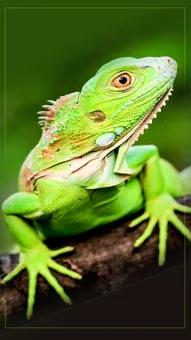 हरे रंग के राजा: Green Iguana की अद्भुत दुनिया