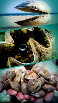 क्या आप क्लैम सुमुद्री जीव बारे में ये रोचक तथ्य जानते हैं?