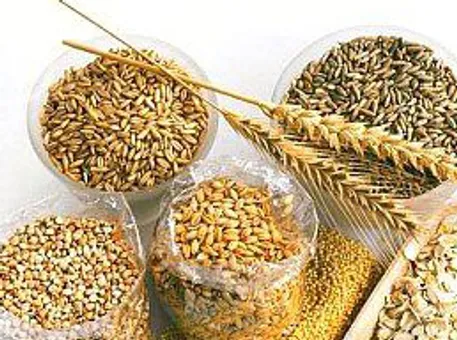 ओट्स की दुविधा – चलो स्पष्ट करें!