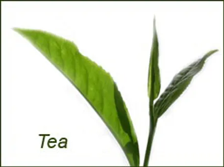 चाय – एक निपुण पेय