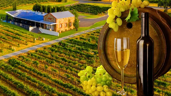 Wine demand & supply lowest in over 60 years: OIV