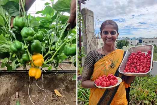 Capsicum Millionaire and Seed Saver