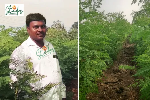 Mahadev More at his moringa farm in Sade village, Solapur, Maharashtra