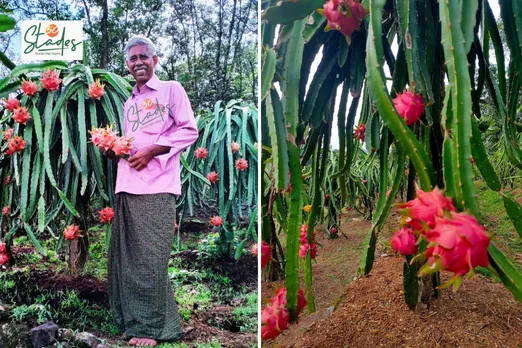 Joseph KS, 69, on his dragon fruit farm in Ranni, Kerala 