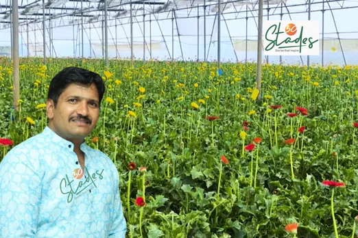 Sachin Shelar grows gerbera in polyhouses in Satara, Maharashtra
