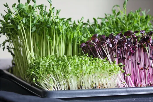 microgreens-indoor-farming-30stades