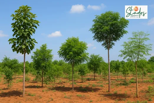 five-trees-retirement-30stades