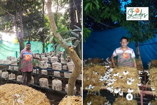 raj-mushrooms-paddy-straw-lead-30stades