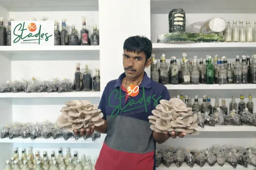 manas-mushrooms-oyster-paddy-lead-30stades