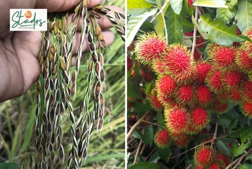 newsletter-jan25-2026-30stades