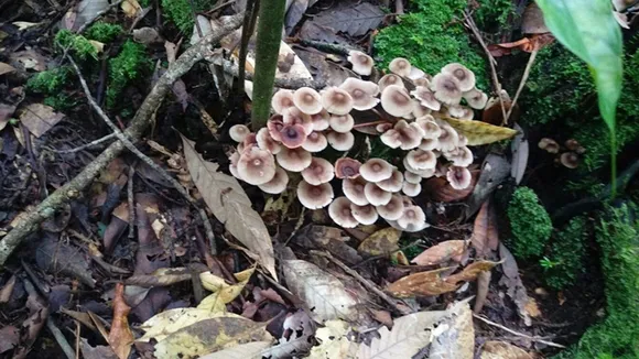 Evergreen Exotics And Mawphlang