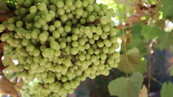 Cambodian grapes and millet muesli