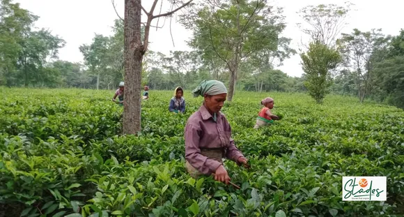 Bijit Basumatary: Paddy farmer’s son whose organic teas from Assam have found market overseas