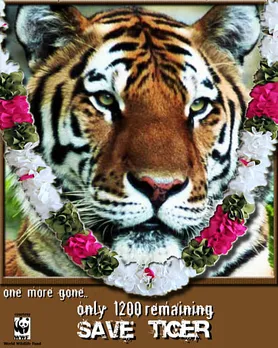 Save Tiger