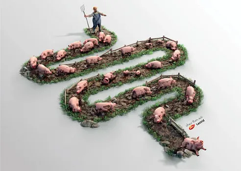 Show them out - pigs